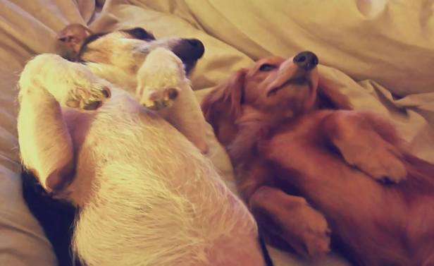 13012784_10154096510244402_8622253045846459080_n