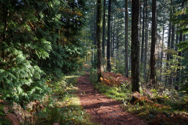 Abbeyford Woods, Devon